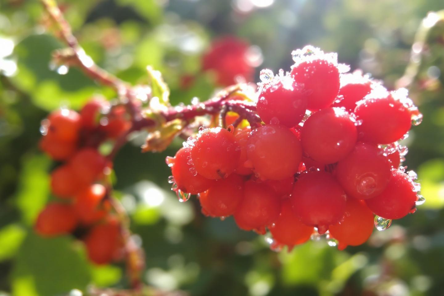 La baie de goji, super-fruit idéal pour les sportifs