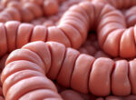 découvrez les particularités et les fonctions essentielles de l'intestin grêle, un organe clé pour la digestion et l'absorption des nutriments dans le corps humain.